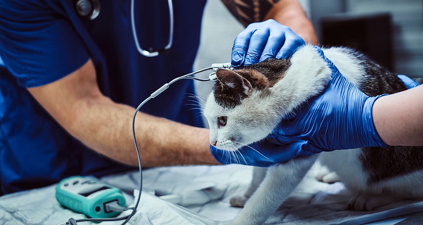 Veterinary