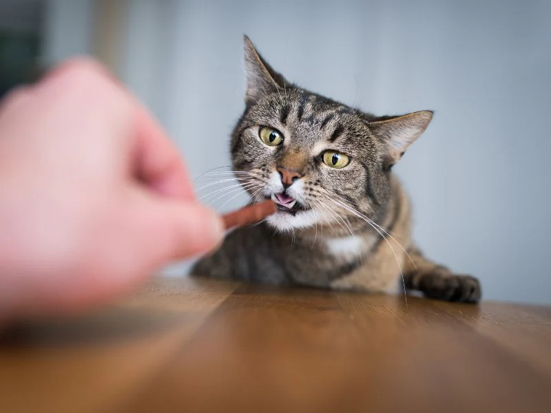 Benefits of Including Cat Treats in Your Pet’s Daily Routine