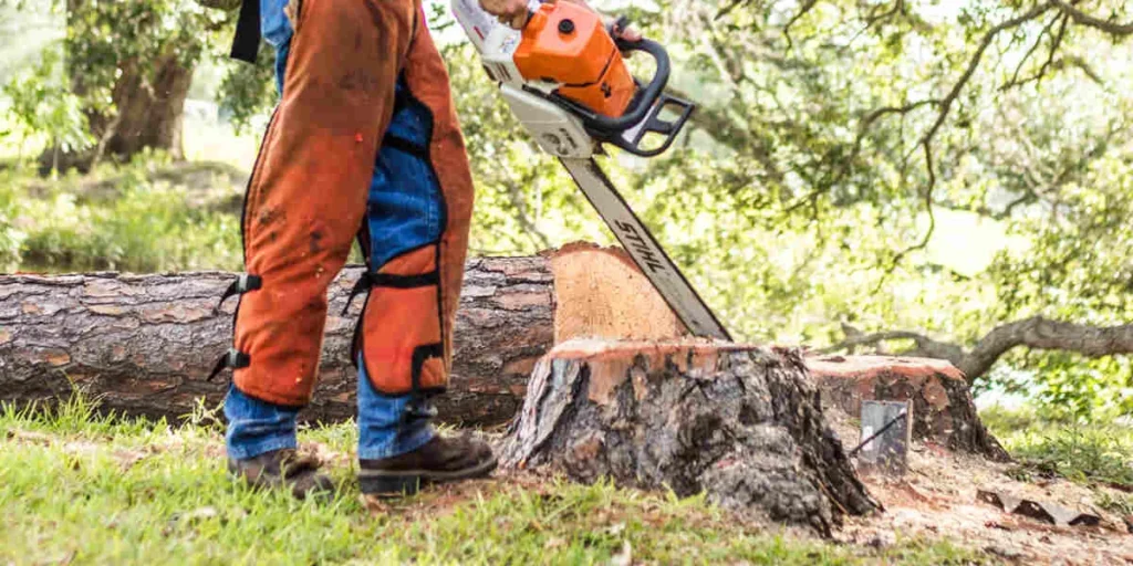 Smart Tree Management Solutions for Asheville Homes and Businesses