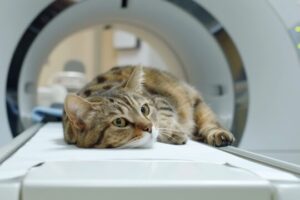 Pet CT Scan in Malaysia