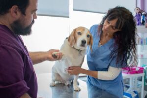 Veterinary