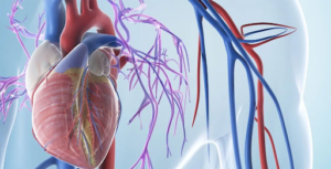 Heart Surgery
