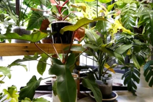 Tissue Culture Plants