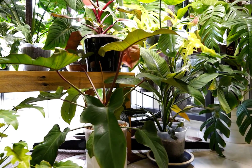 Advantages of Tissue Culture Plants Wholesale for Nurseries and Exporters