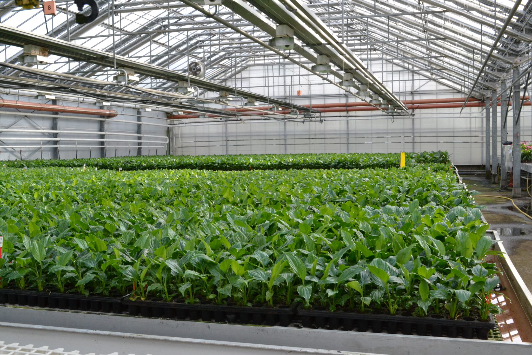 China Tissue Culture