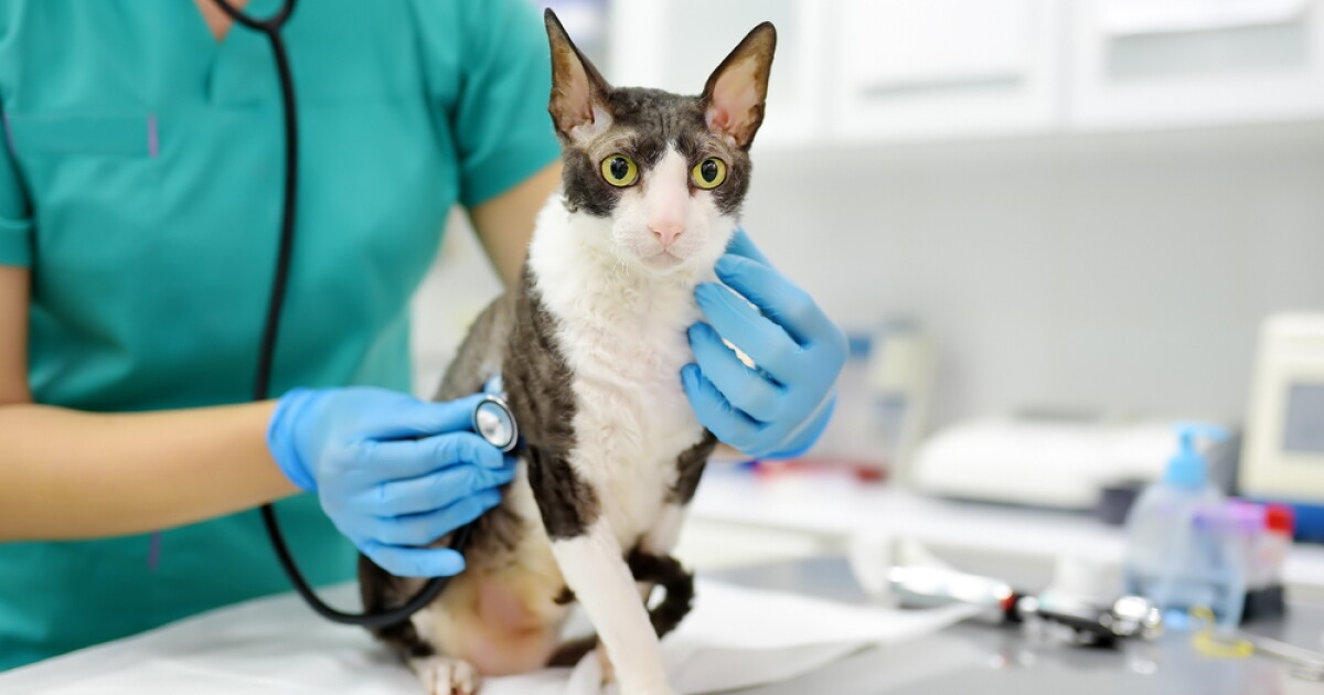 Pet Wellness Checks That Catch Small Problems Early
